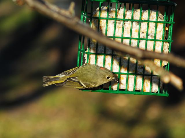 Ruby-crowned Kinglet